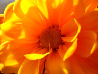 Beautiful beautiful flowers biology