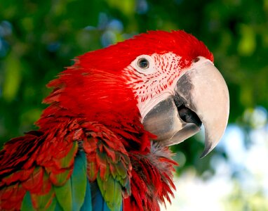 Red green red and green macaw