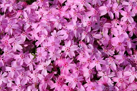 Nature bloom blooming