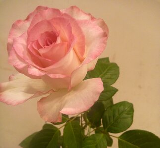 Pink Flower Rose photo