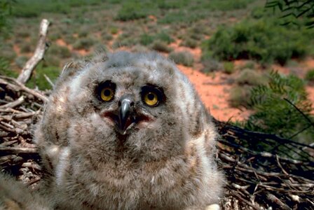 Chick great great horned owl