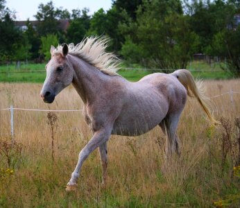 Thoroughbred arabian meadow summer