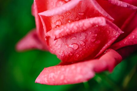 Dew pinkish rain photo