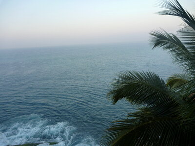 Sea View Palm Tree photo