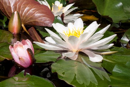 Aquatic plants petals white