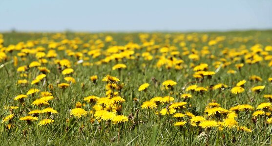 Beautiful Flowers blossom blue sky photo