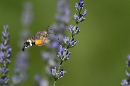 Garden summer fly photo