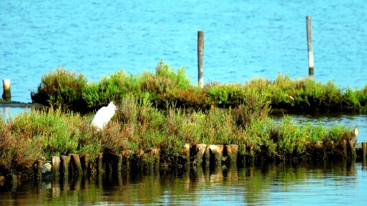 Coast forest lake