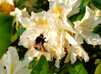 Bush white tender