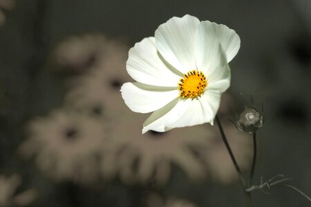 Plant spring black