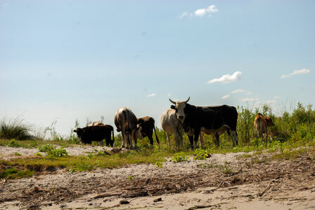 Cows photo