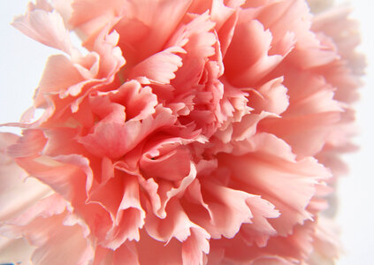Pink carnation of closeup photo