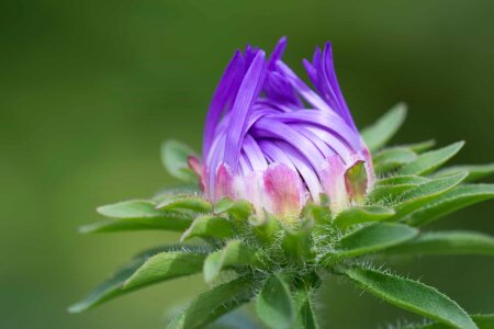 Beautiful beautiful flowers beautiful image