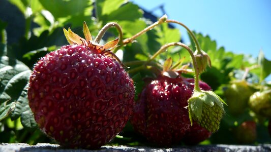 Ripe fruits green