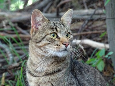 Domestic cat forest look photo