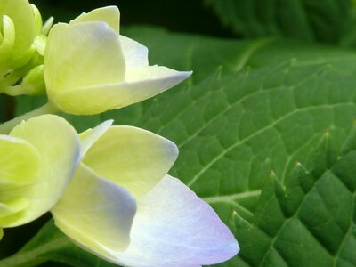 Bloom petals plant