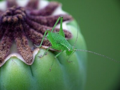 Poppy flower insect nature photo