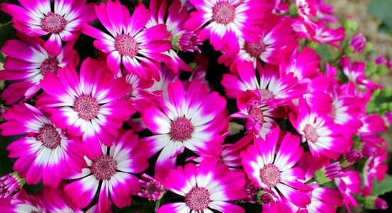 Pink flora colour photo