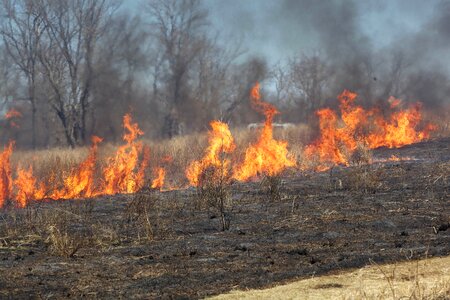 Bearing burn field
