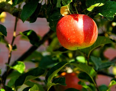 Apple delicious dessert