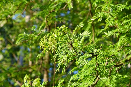 Acacia branches fair weather