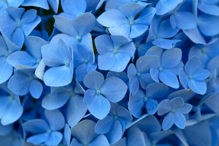 Blue Flowers Background photo