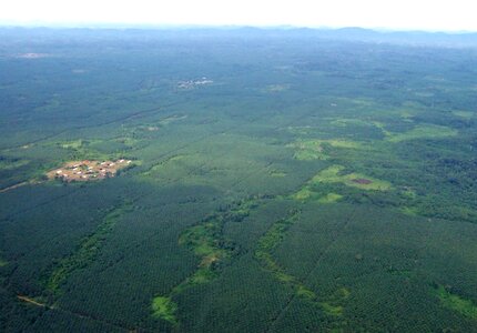 Perspective plantation rubber