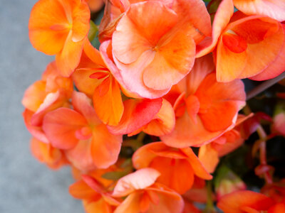 Red Flowers photo