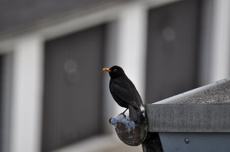 Blackbird on the gutter No.1
