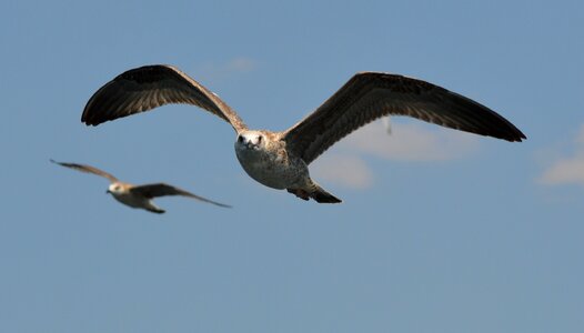 Bird flying water bird
