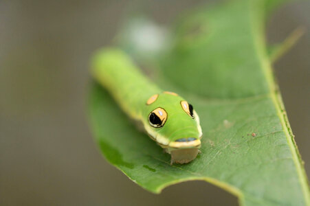Spicebush swallowtail larvae