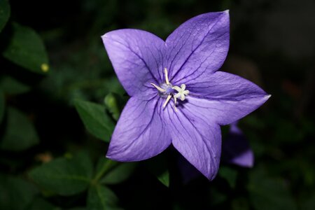 Flower purple balloon flower photo