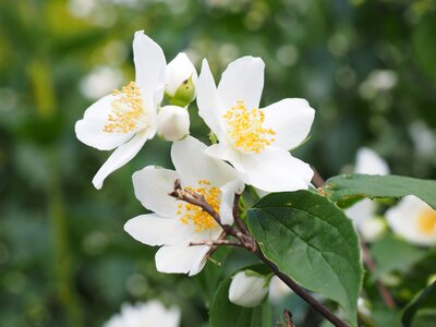 White european whistle shrub philadelphus coronary photo