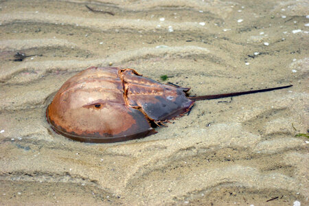 Horseshoe crab-1