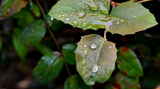 Green Leaves dew leaf photo