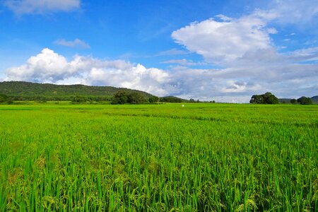 Agriculture crop farmland