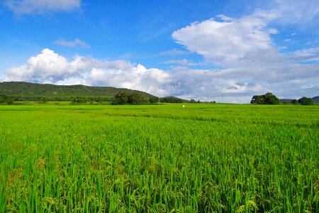 Agriculture crop farmland photo