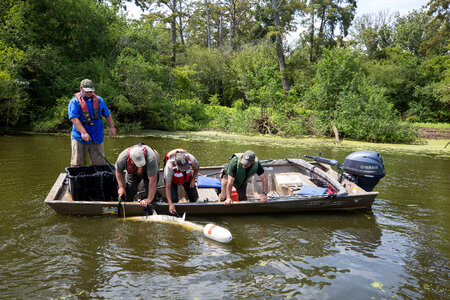 Alligator gar-1