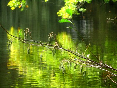 Forest mood autumn photo