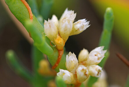 Cuscuta pacifica