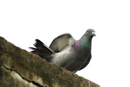 Animal bird dove