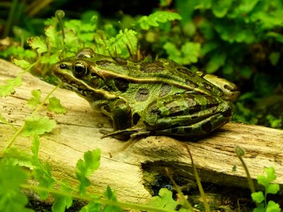 Amphibian animal daylight photo