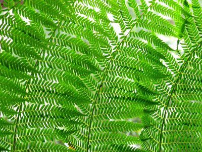 Leaves nature plant