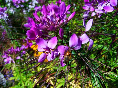 Purple garden nature photo