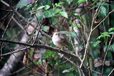 Animal bird sparrow