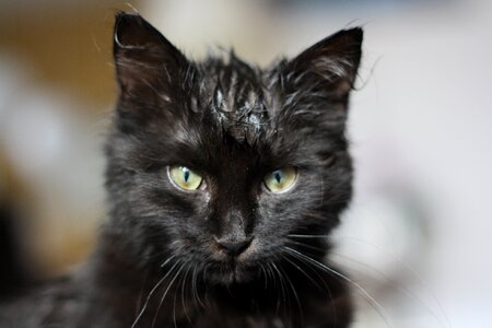 Black wet sour