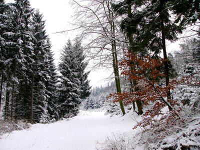 Winter dream forest trees photo