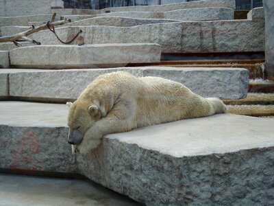 Zoo animals polar bear