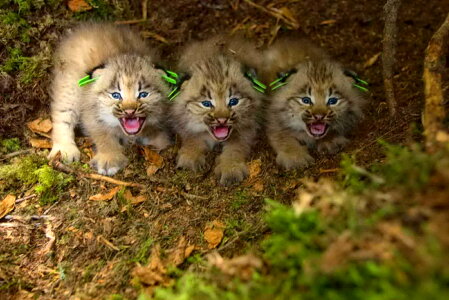 Canada kitten Lynx rufus photo