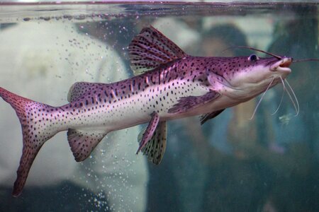 Animal aquarium catfish
